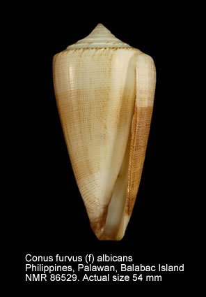 Conus furvus (f) albicans.jpg - Conus furvus (f) albicans G.B.Sowerby,1857